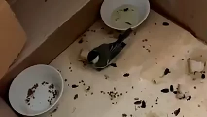 Нижнекамские артисты спасли птенца синички - НТР 24