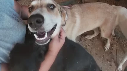 В Нижнекамске стартовала программа по бесплатной стерилизации домашних животных - НТР 24