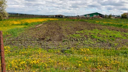 В Татарстане обнаружили карантинного вредителя — картофельную нематоду - НТР 24