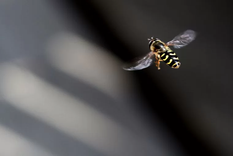 В Нижнекамске воспитанников детсада покусали осы