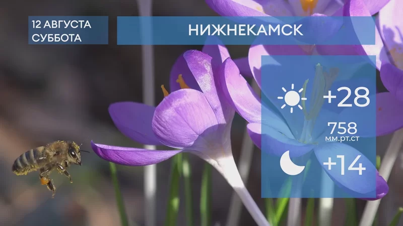 Прогноз погоды в Нижнекамске на 12-е августа 2023 года