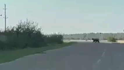 Бурого медведя предложили исключить из Красной книги Татарстана - НТР 24