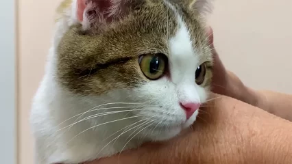 В Нижнекамске вновь запустили программу по стерилизации животных - НТР 24