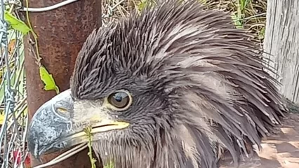 В Татарстане сотрудники Госкомитета по биоресурсам спасли краснокнижного орлана-белохвоста