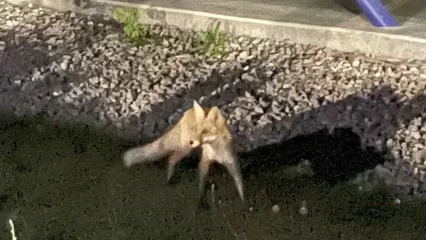 В Нижнекамске заметили бегающую по городу лису - НТР 24