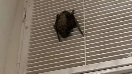 В квартиры нижнекамцев стали залетать летучие мыши - НТР 24