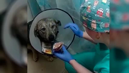Челнинская ветклиника отказывается возвращать волонтёрам собаку из-за долга, которого нет