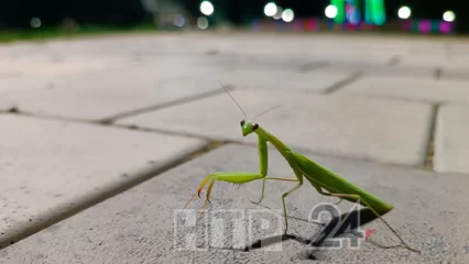 В Нижнекамске вновь заметили южных хищных насекомых - НТР 24