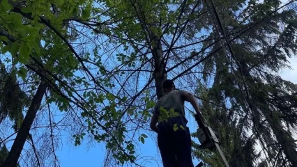 В нижнекамском парке аттракционов срубили опасное дерево - НТР 24
