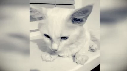 В Нижнекамске умер выпавший из окна пятиэтажки котенок - НТР 24