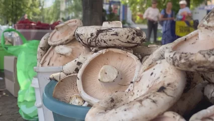 В Татарстане снизилось количество отравившихся грибами