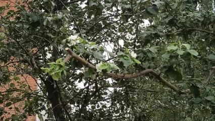В Нижнекамске в середине августа вновь зацвели яблони - НТР 24
