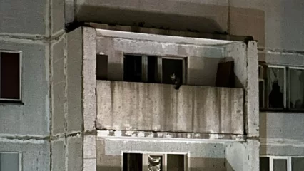 Нижнекамцы обеспокоены судьбой кошки, которая почти неделю громко мяукает на балконе - НТР 24