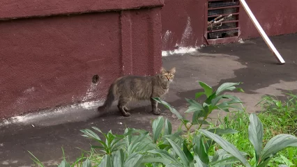 Нижнекамцы три года живут с тараканами из-за животных, которые не доедают корм - НТР 24