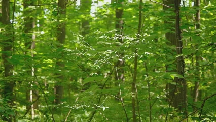 В Татарстане продлили ограничение на посещение лесов из-за высокой пожароопасности - НТР 24