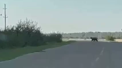 В Татарстане автомобилист встретил на дороге медведя