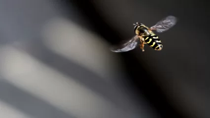 В Нижнекамске воспитанников детсада покусали осы - НТР 24