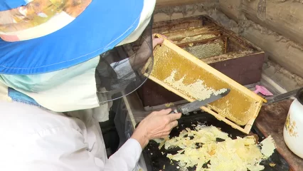 Нижнекамец из династии пчеловодов показал, как собирают мёд