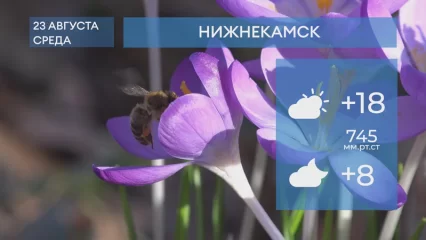 Прогноз погоды в Нижнекамске на 23-е августа 2023 года