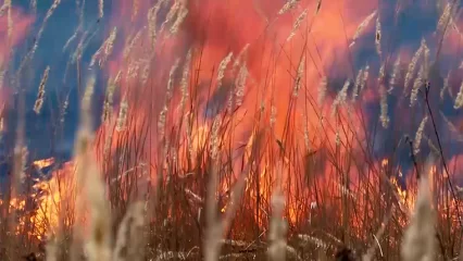 Татарстан в пятый раз «закрыл» леса из-за трёхкратного увеличения возгораний
