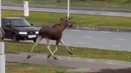 Челнинцы сняли на видео бегающего в центре города лося