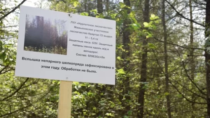 В Татарстане непарным шелкопрядом поражено 200 тыс. гектаров леса