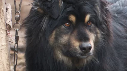 В Татарстане ищут менеджера для создания дог-френдли среды - НТР 24