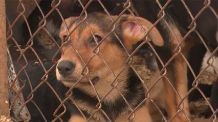 Нижнекамцев приглашают на фестиваль ко Дню защиты бездомных животных - НТР 24
