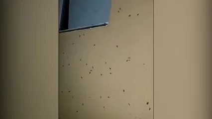В Нижнекамске полчище тараканов облепило стену пятиэтажки