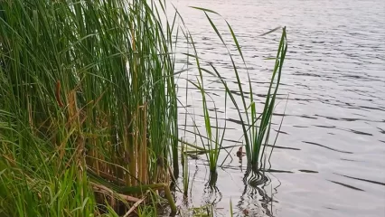 В Казани на озере начался мор животных из-за нехватки кислорода