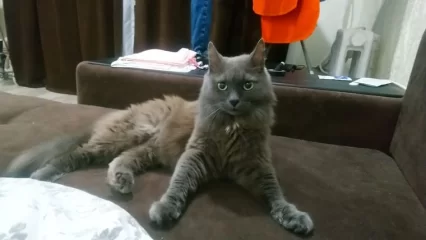 В Нижнекамске хозяин нашел кота, которого выбросило из квартиры после взрыва газа - НТР 24