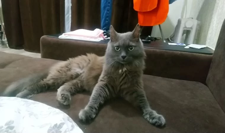 В Нижнекамске хозяин нашел кота, которого выбросило из квартиры после взрыва газа