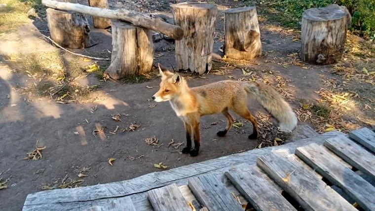 Жители Нижнекамского района сняли на фото необычную гостью