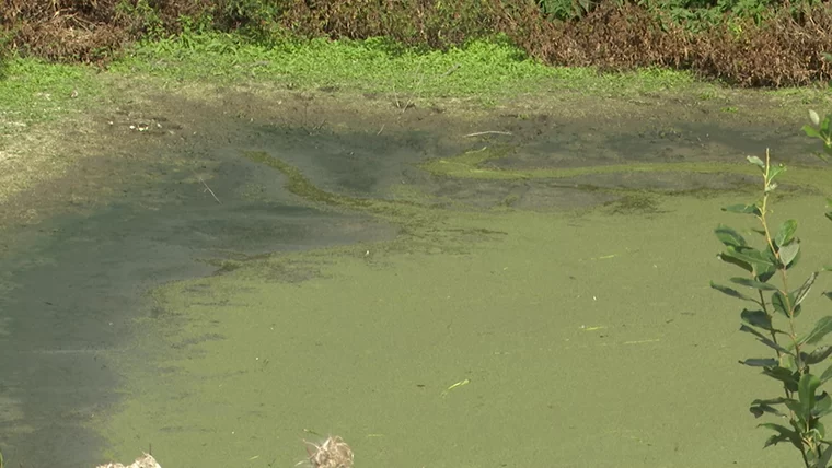 Экологи оценят ущерб, нанесённый реке из-за загрязнения в Нижнекамском районе