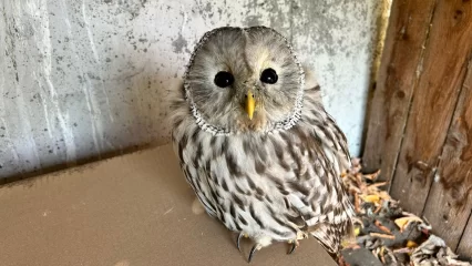 В Татарстане спасли птицу из Красной книги, которая не могла взлететь - НТР 24