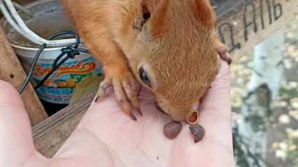 Нижнекамка показала, как кормит белку с рук в парке - НТР 24