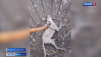 В Апастовском районе Татарстана «чупакабра» напугала сельчан - НТР 24