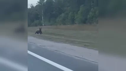 На трассе в Татарстане заметили медведя