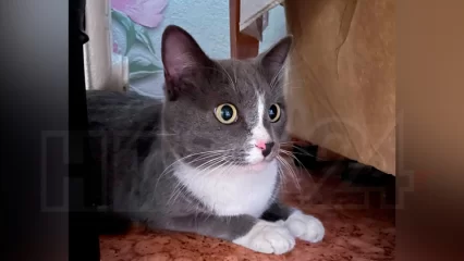 Нижнекамский кот-Хатико с Гайнуллина обрёл новый дом - НТР 24