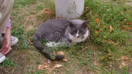 Нижнекамский кот-Хатико сидит и плачет под окнами своего бывшего дома - НТР 24