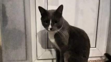 Нижнекамский «кот-Хатико» вернулся в семью - НТР 24