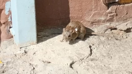 В Нижнекамске на улице заметили гигантскую крысу - НТР 24