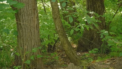 В Татарстане вновь ввели ограничение на пребывание в лесах - НТР 24