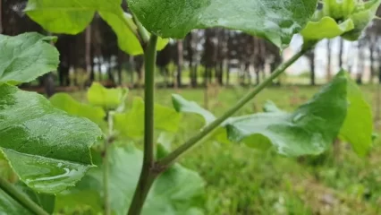 С 15 сентября в ЕГРН будут вноситься сведения о лесопарках - НТР 24