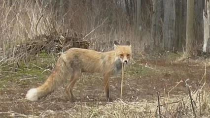 Жителя Татарстана в огороде укусила лиса