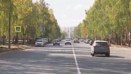 В Нижнекамске водитель насмерть сбил котенка и бросил его на дороге - НТР 24