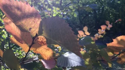 Жителям европейской части России пообещали три бабьих лета - НТР 24