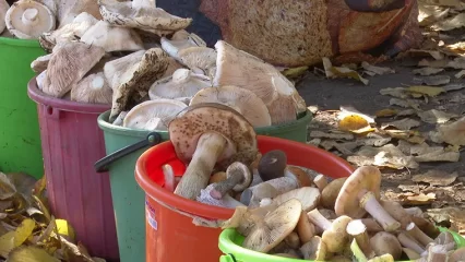 Большинство опрошенных НТР 24 нижнекамцев не покупают грибы на улице - НТР 24