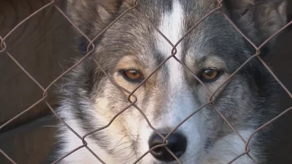 Нижнекамский приют для бездомных собак просит помощи у горожан - НТР 24