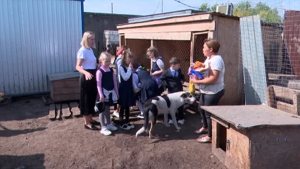 В нижнекамский приют для животных неожиданно нагрянули школьники с кормом - НТР 24